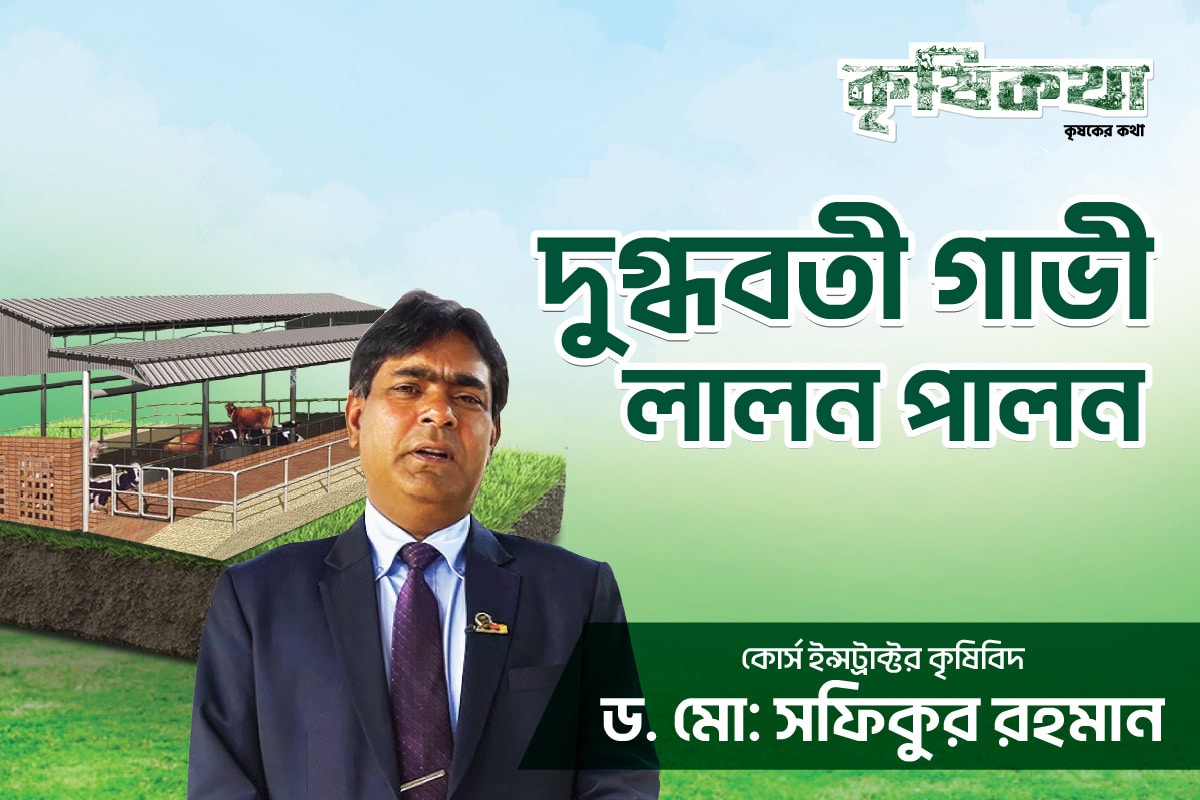 দুগ্ধবতী গাভী লালন পালন
