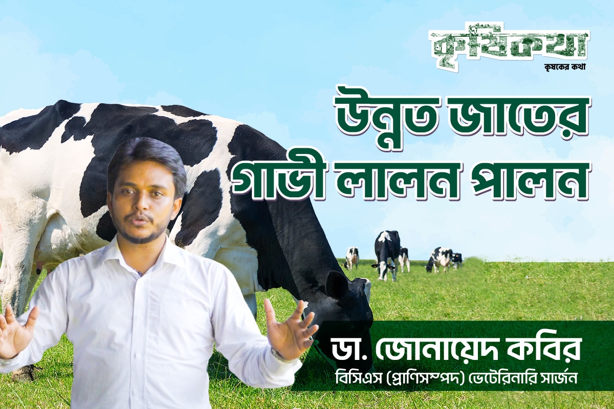 উন্নত জাতের গাভী লালন পালন